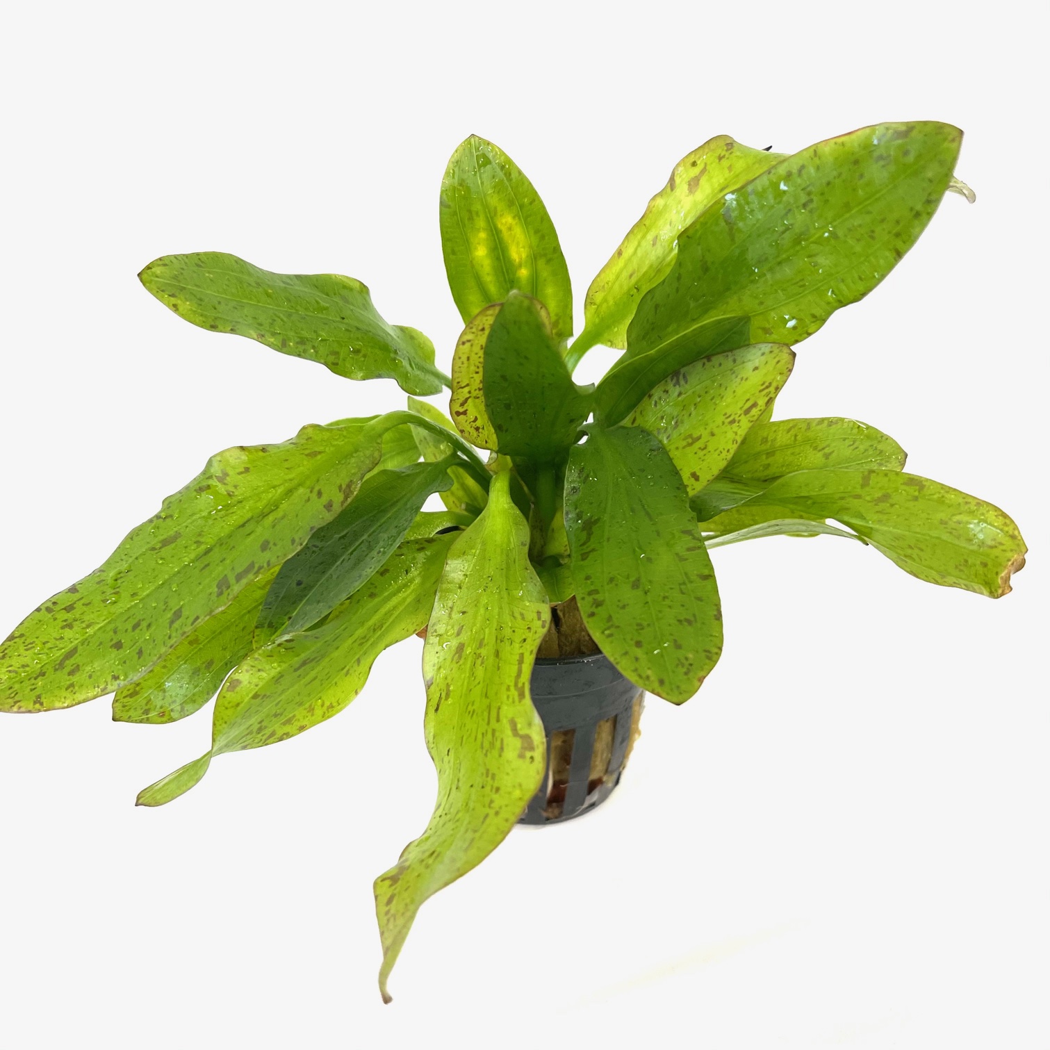 Echinodorus granat in pot @